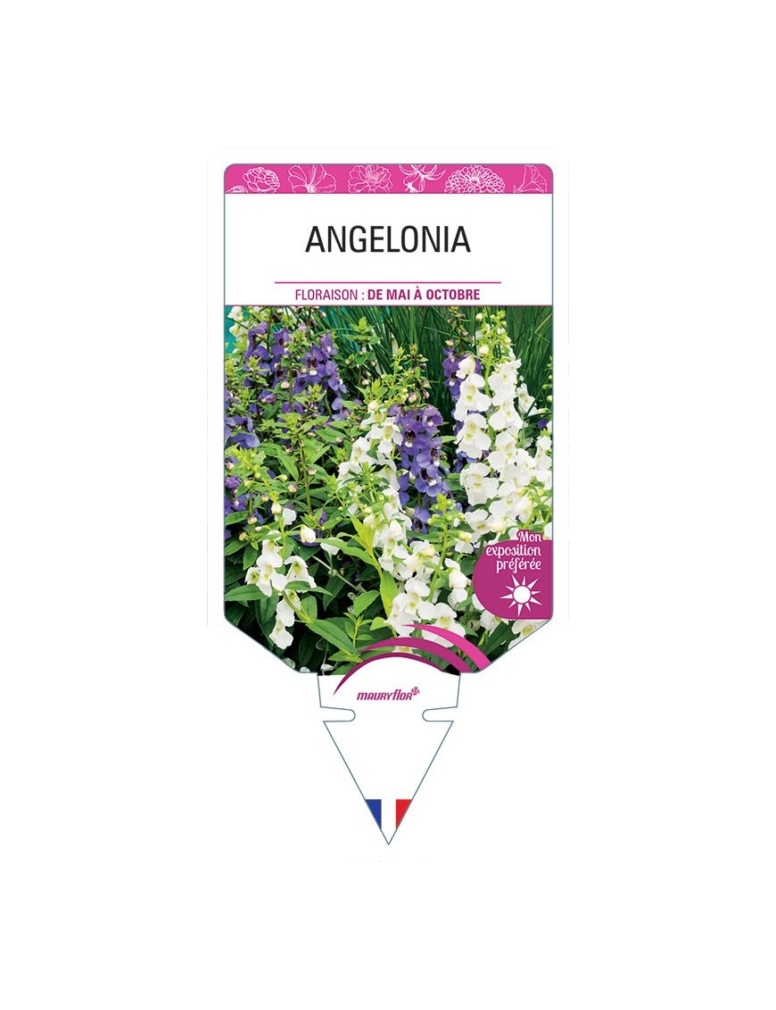 ANGELONIA
