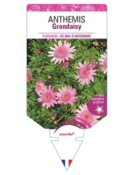 ANTHEMIS GRANDAISY