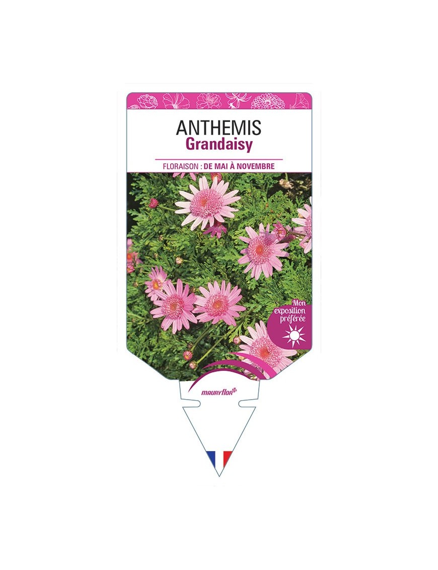 ANTHEMIS GRANDAISY
