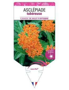 ASCLÉPIADE TUBÉREUSE