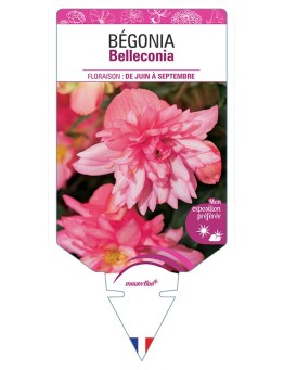BÉGONIA BELLECONIA