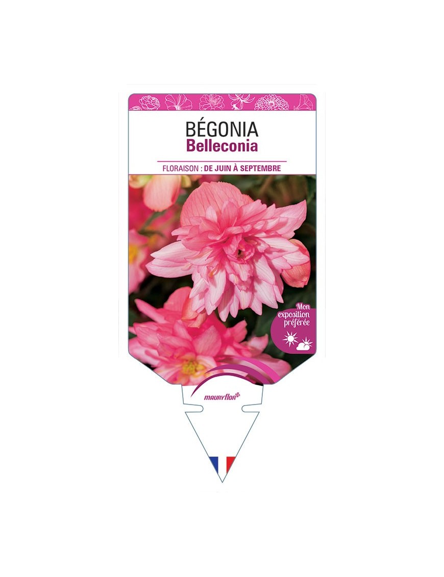 BÉGONIA BELLECONIA