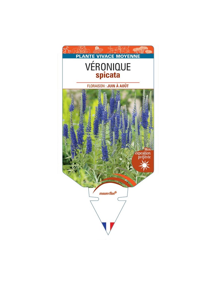 VERONICA (spicata bleue) voir VÉRONIQUE