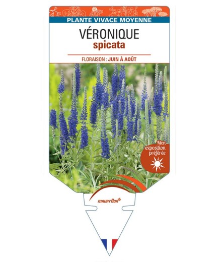VERONICA (spicata bleue) voir VÉRONIQUE