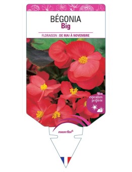 BÉGONIA BIG