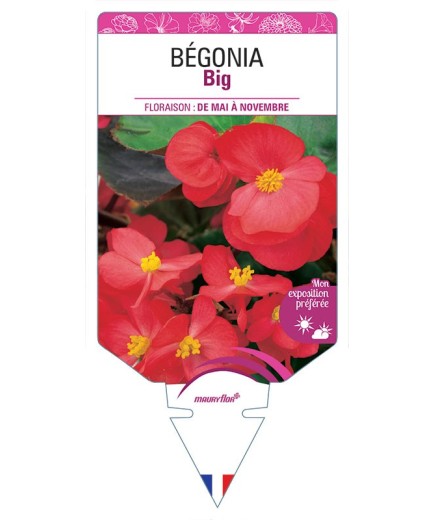 BÉGONIA BIG