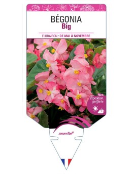 BÉGONIA BIG (ROSE)
