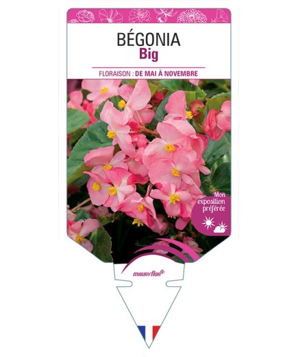 BÉGONIA BIG (ROSE)
