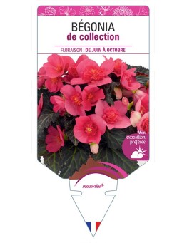 BÉGONIA DE COLLECTION