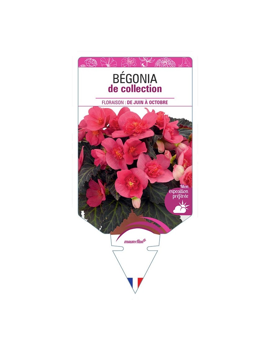 BÉGONIA DE COLLECTION