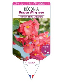 BÉGONIA DRAGON WING ROSE