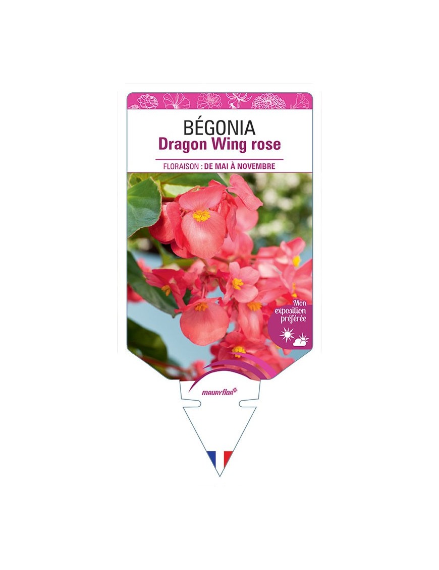 BÉGONIA DRAGON WING ROSE
