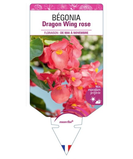 BÉGONIA DRAGON WING ROSE