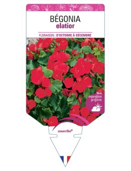 BÉGONIA ELIATOR