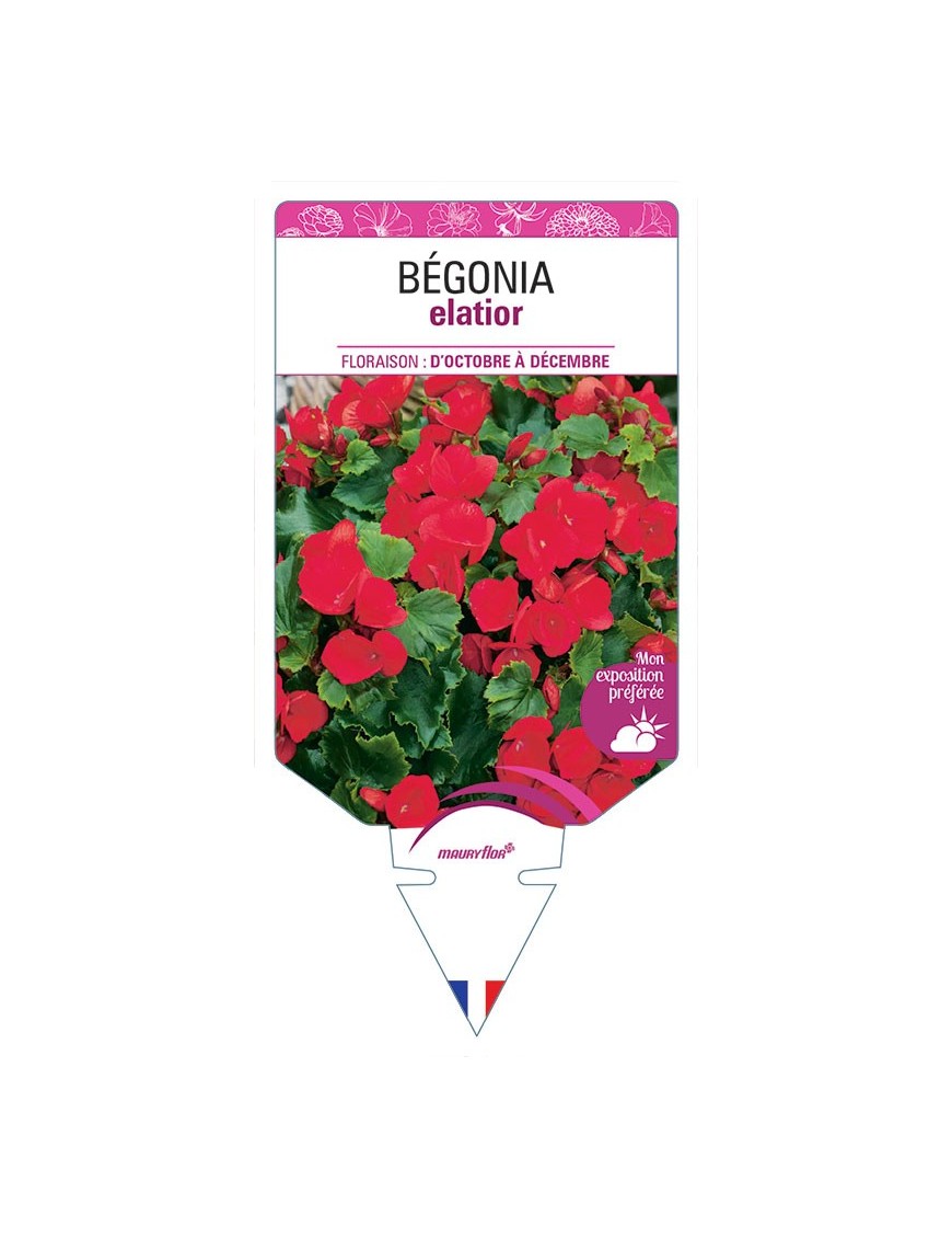 BÉGONIA ELIATOR