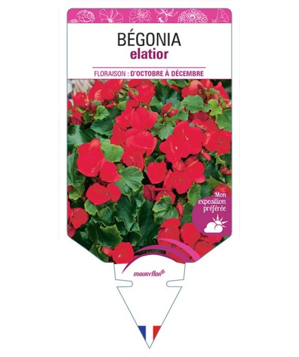 BÉGONIA ELIATOR