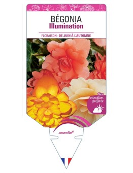 BÉGONIA ILLUMINATION