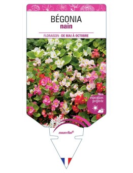 BÉGONIA NAIN (VARIÉ)