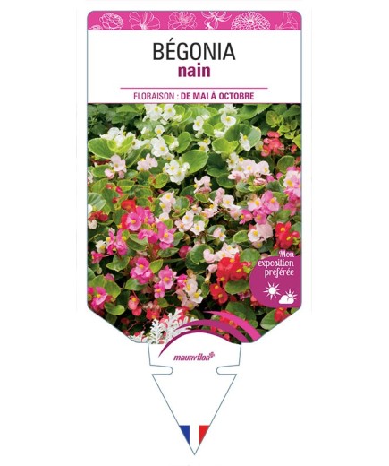 BÉGONIA NAIN (VARIÉ)