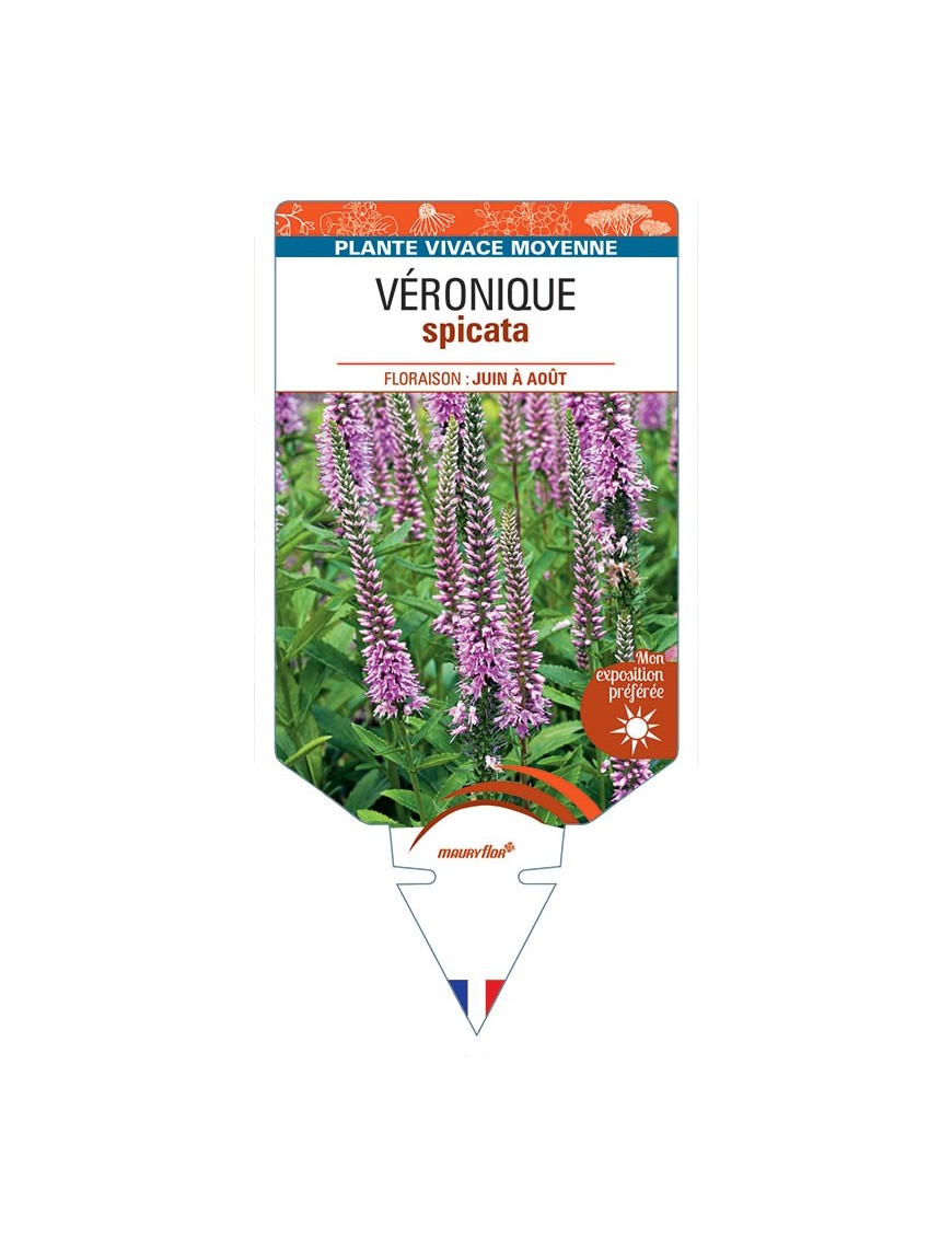 VERONICA (spicata rose) voir VÉRONIQUE *