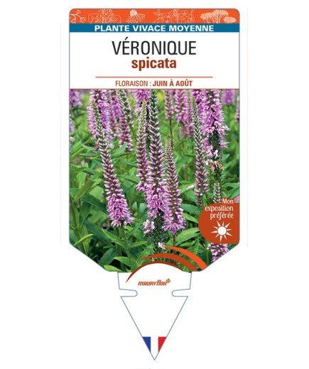 VERONICA (spicata rose) voir VÉRONIQUE *