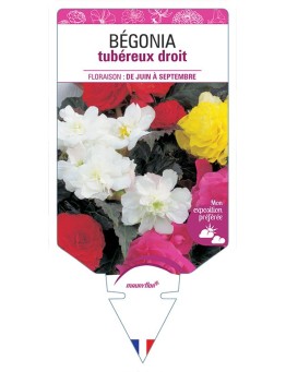 BÉGONIA TUBÉREUX DROIT (VARIÉ)