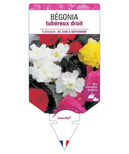 BÉGONIA TUBÉREUX DROIT (VARIÉ)