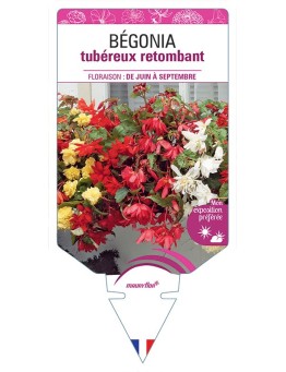 BÉGONIA TUBÉREUX RETOMBANT (VARIÉ)
