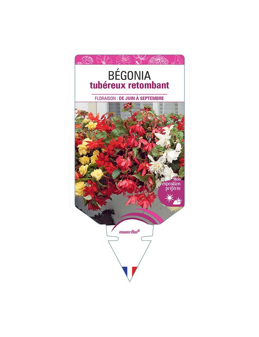 BÉGONIA TUBÉREUX RETOMBANT (VARIÉ)