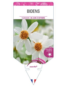 BIDENS (BLANC)