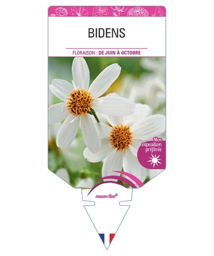 BIDENS (BLANC)