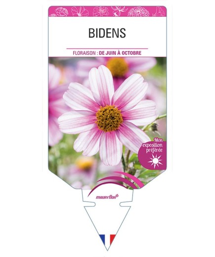 BIDENS (ROSE)