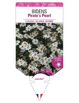 BIDENS PIRATE'S PEARL