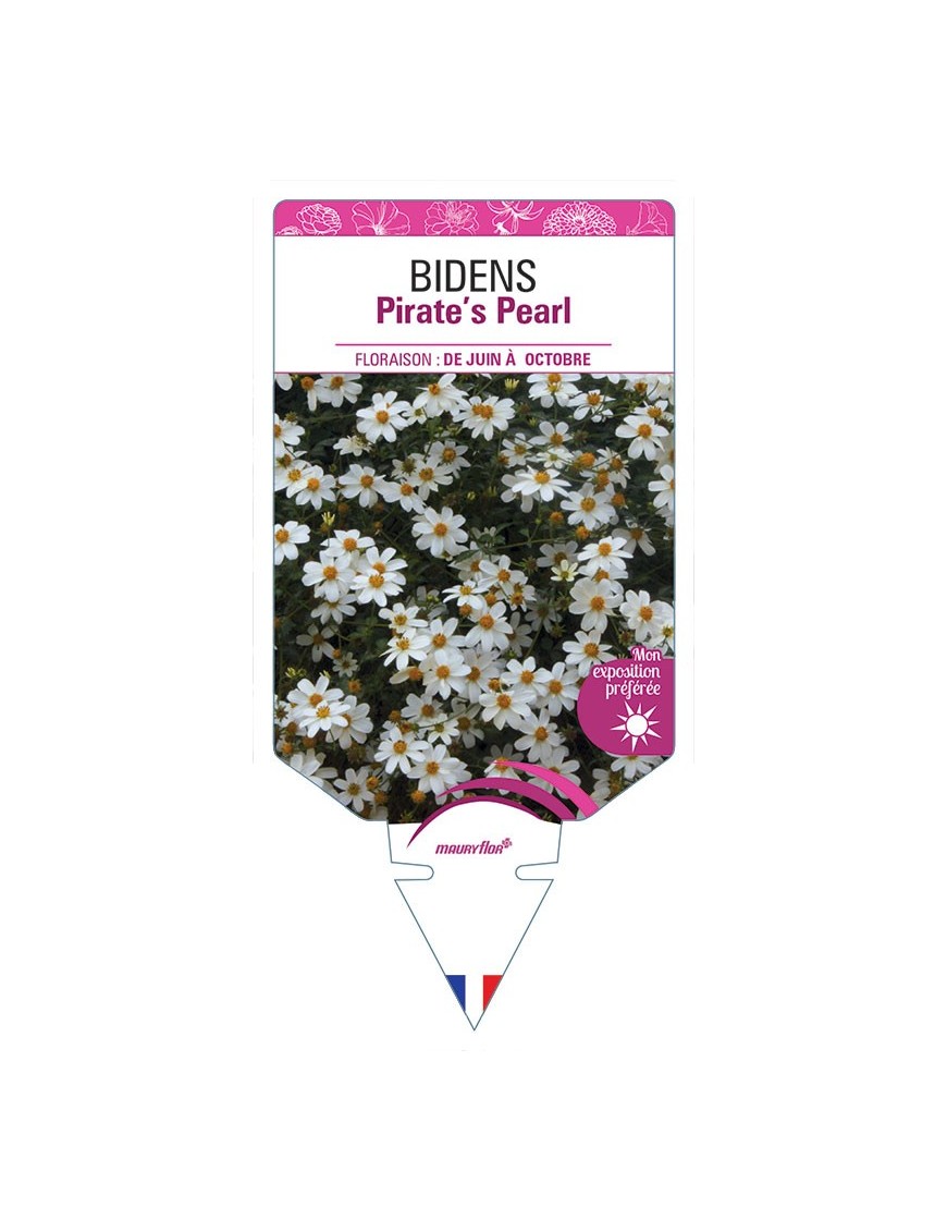 BIDENS PIRATE'S PEARL