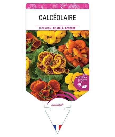 CALCÉOLAIRE
