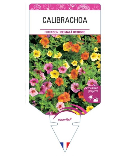 CALIBRACHOA