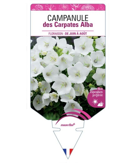 CAMPANULE DES CARPATES ALBA