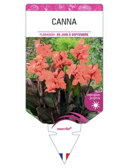 CANNA (SAUMON FEUILLAGE BRONZE)