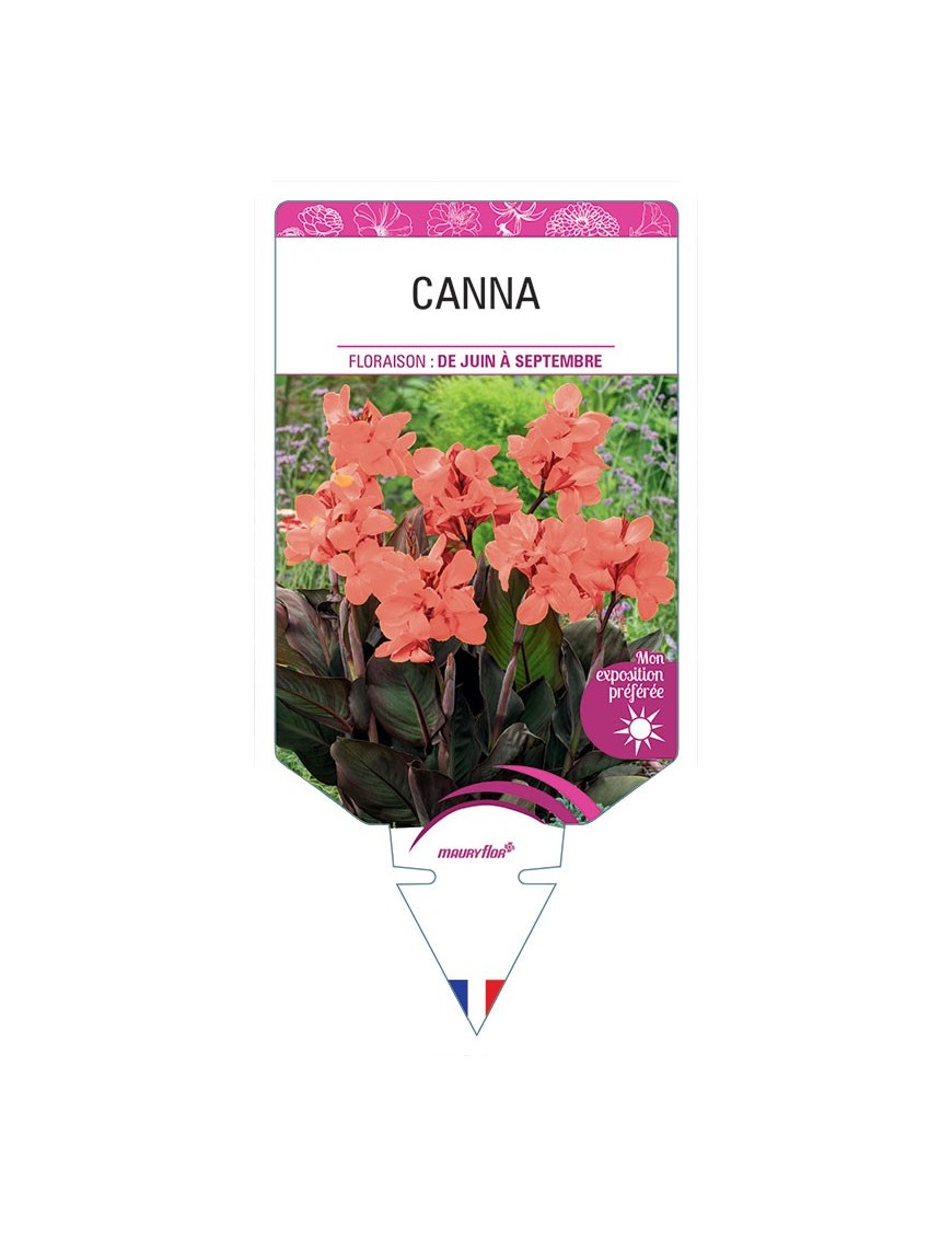 CANNA (SAUMON FEUILLAGE BRONZE)