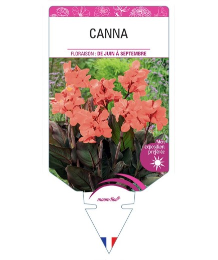 CANNA (SAUMON FEUILLAGE BRONZE)