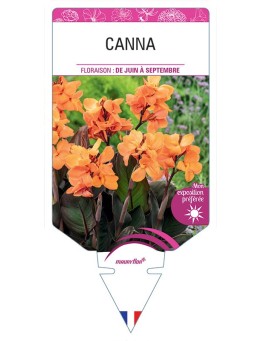 CANNA (ORANGE FEUILLAGE BRONZE)