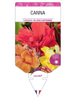 CANNA (VARIÉ)