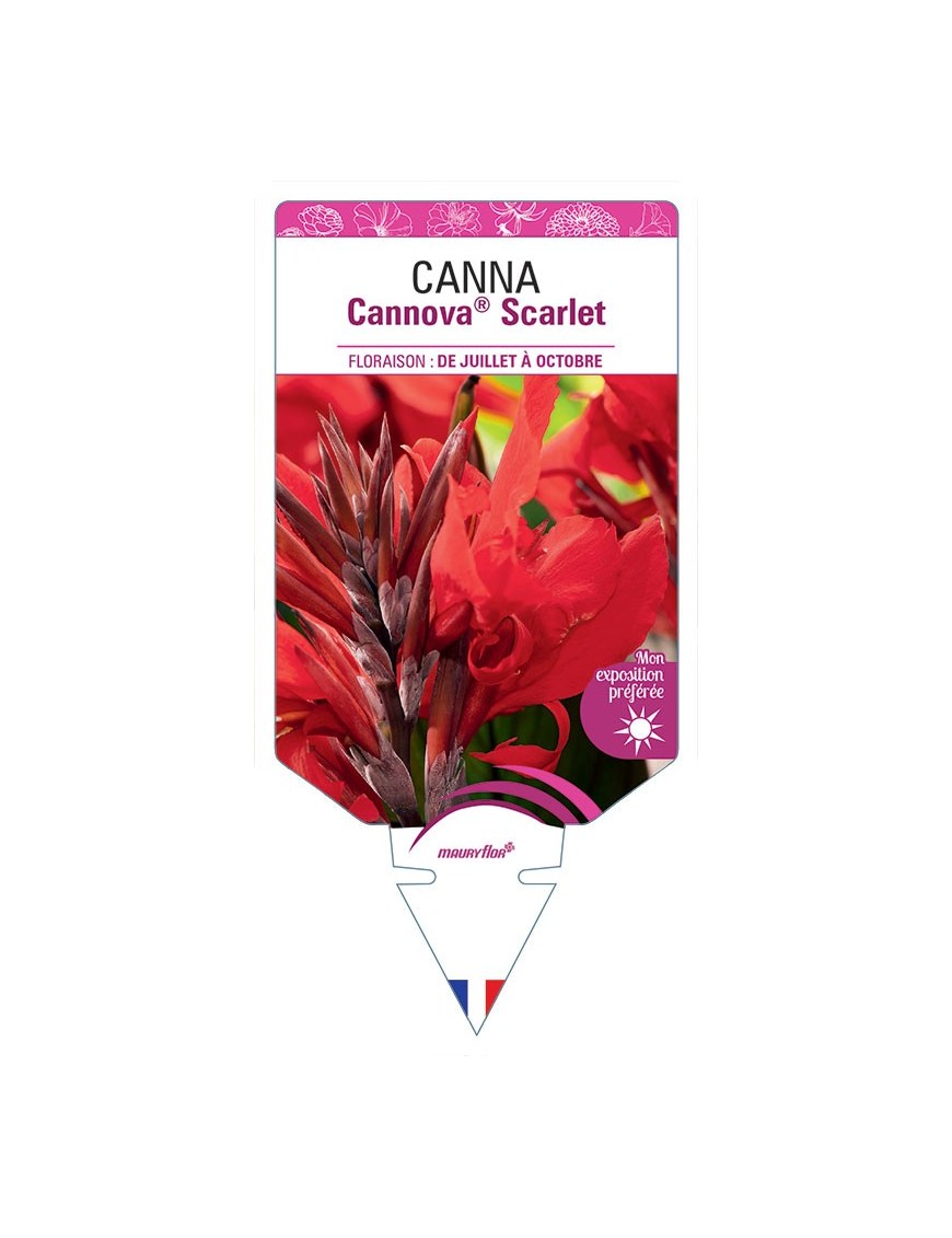 CANNA CANNOVA® SCARLET