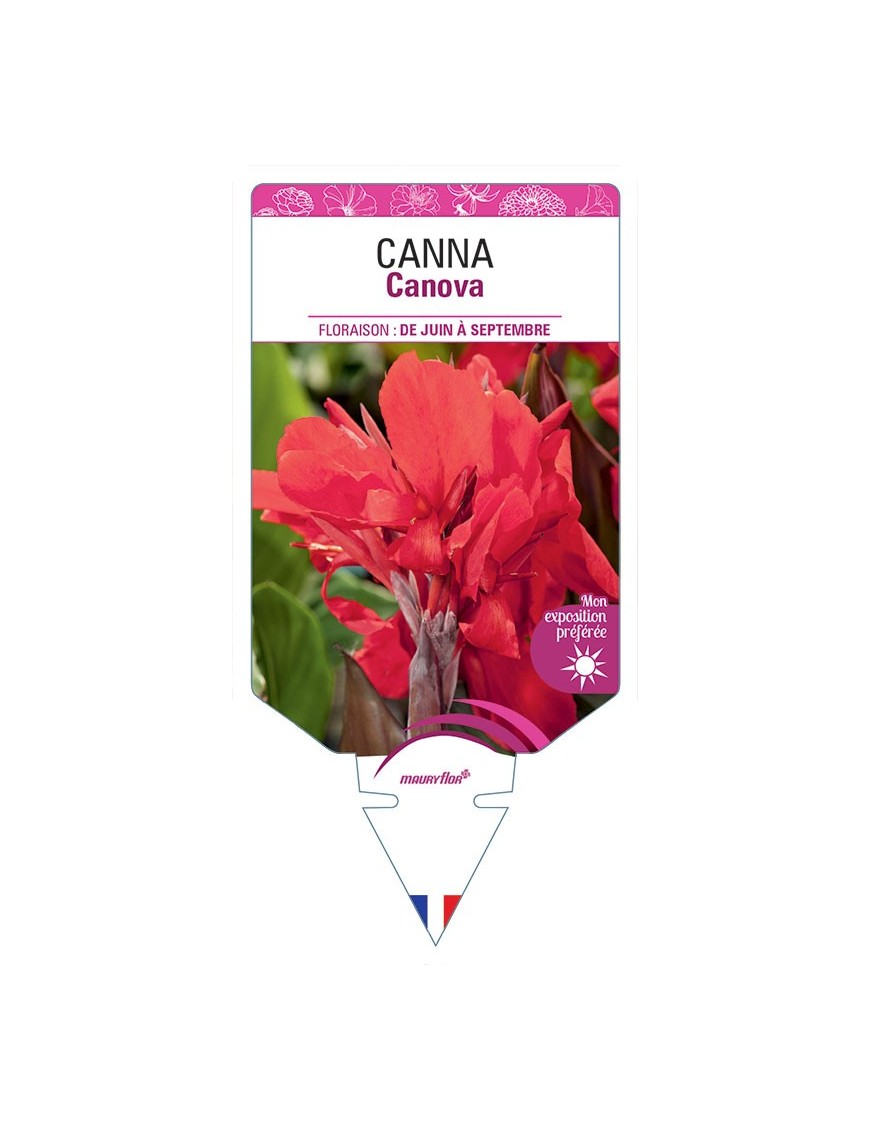 CANNA CANOVA