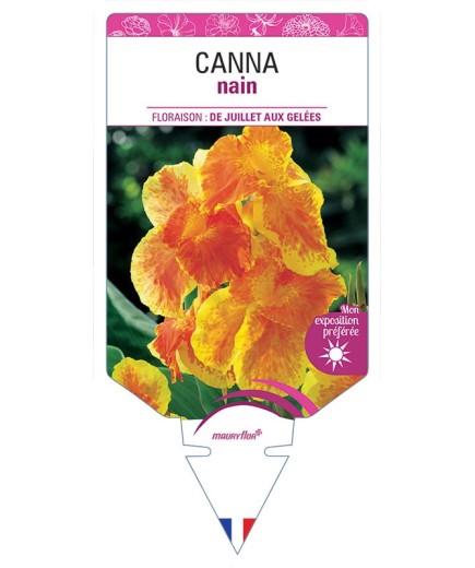 CANNA NAIN (ORANGE/JAUNE)