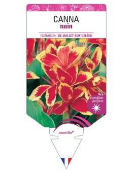 CANNA NAIN (ROUGE ET JAUNE)
