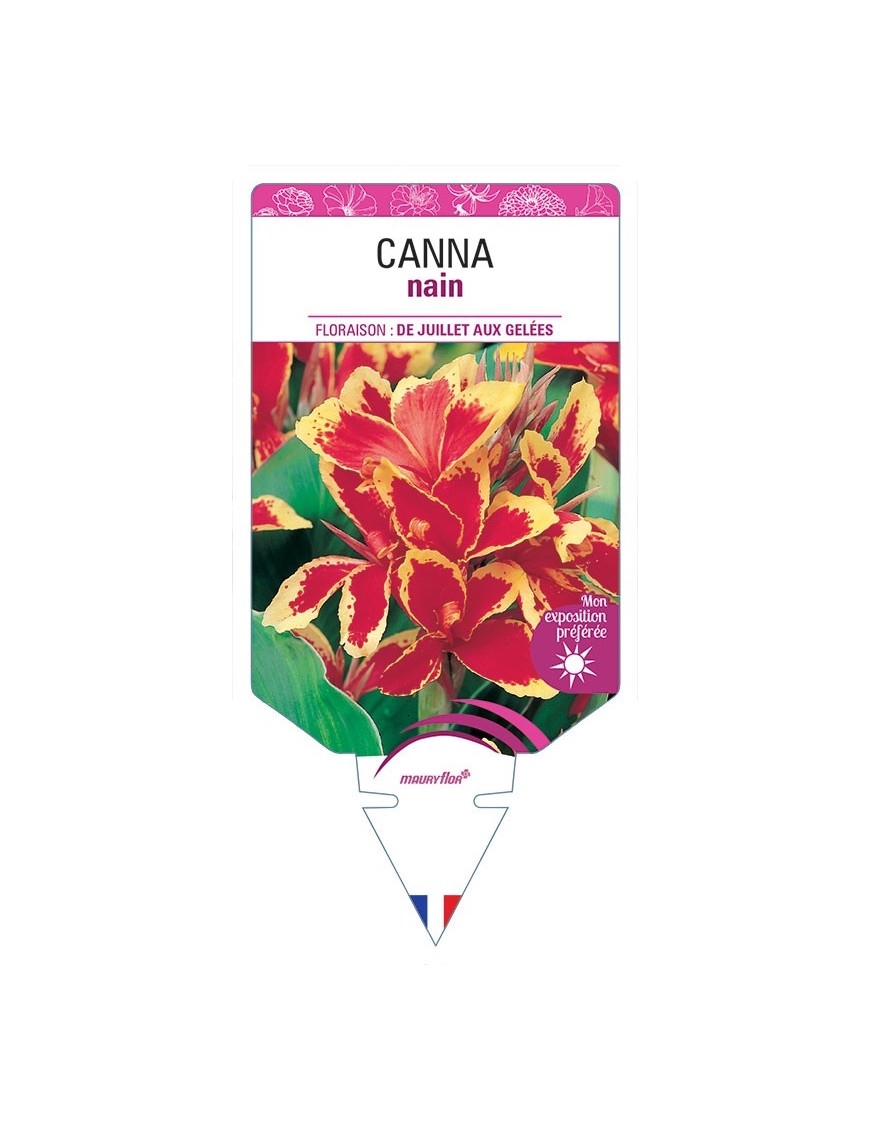 CANNA NAIN (ROUGE ET JAUNE)