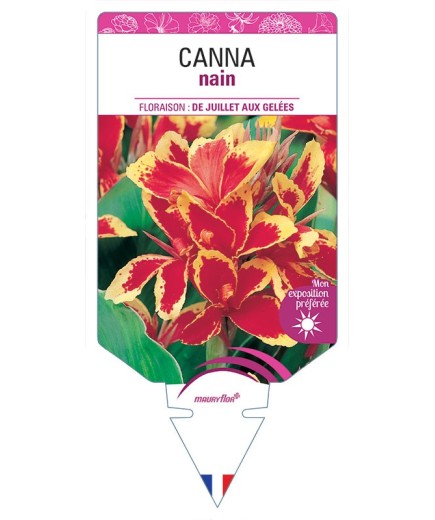 CANNA NAIN (ROUGE ET JAUNE)