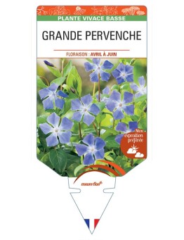 VINCA major (bleu) voir GRANDE PERVENCHE *