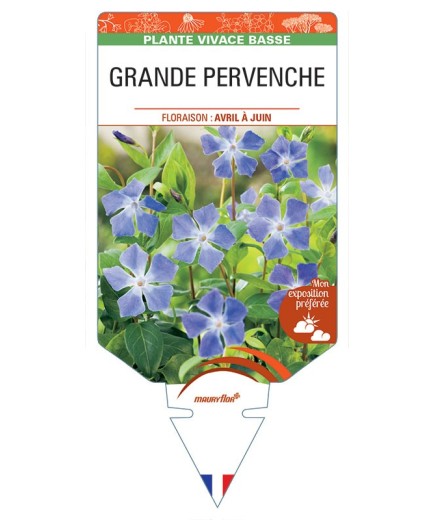 VINCA major (bleu) voir GRANDE PERVENCHE *